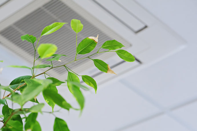 Improve the Air Quality in Your Home With These 6 Easy Tips